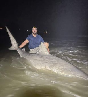 Shark Quest: Folly Beach