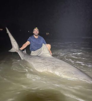 Shark Quest: Folly Beach