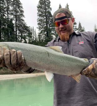 Steelhead Delights In Northern California Waters