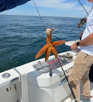 Unexpected starfish catch during Neptune City fishing trip!