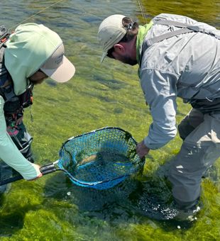 Exciting trout catch on the fly in crystal-clear river waters!