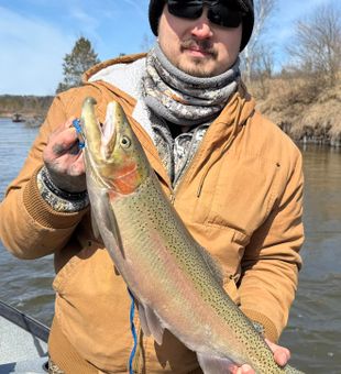 Solid rainbow trout river catch
