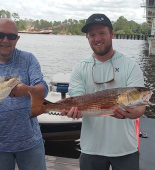 Double redfish success in Panama City Beach!