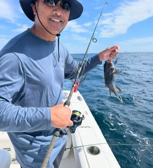Black sea bass action in Virginia Beach!
