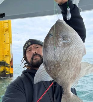 Nice grey triggerfish from Virginia Beach waters!