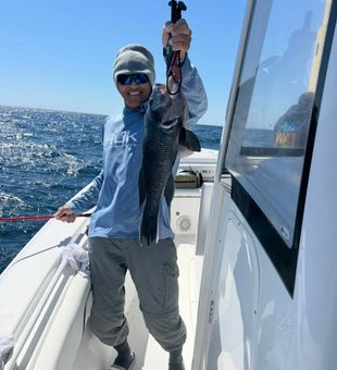 Nice black sea bass from Virginia Beach waters!