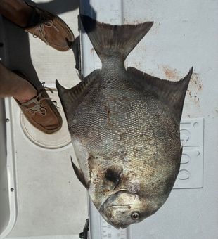 Virginia Beach delivers impressive flatfish catches!
