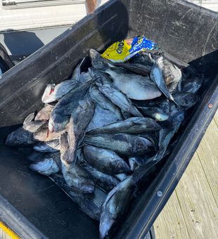 Grey triggerfish and black sea bass from Virginia Beach!