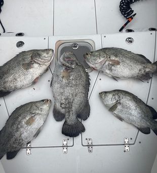 Tripletail Feast! Fishing Alabama waters