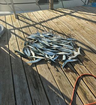 South Bristol NY fishing success on the deck!