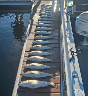 Striped Bass bonanza at Lake Murray - trolling tactics paid off big time!