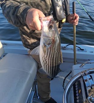 Striper Beauty! - Lexington, SC.