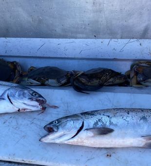 Fishing Charter Sooke BC Coho Salmon Catch!