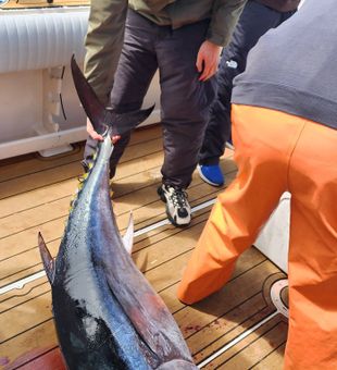 Nothing beats the power of a tuna on the line.