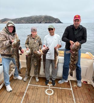 Lingcod: fierce strikes and stronger fights.