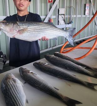 Outstanding striped bass haul in Richmond CA!