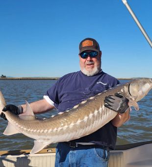 Angler proudly holds a giant sturgeon caught in San Francisco Bay, CA.