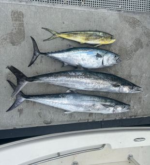 Florida Fish Are Waiting