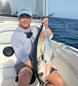 Hobe Sound, Heavy Bites