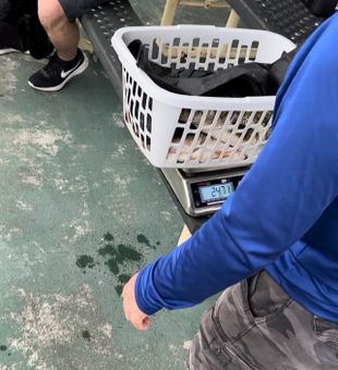 Hefty Largemouth Bass haul — 24.71 lbs total!