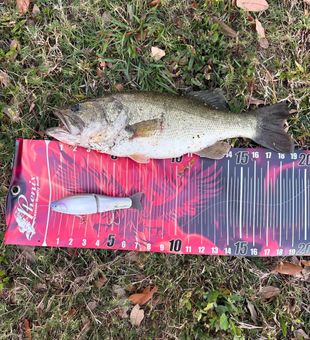Solid largemouth bass measured on the board!