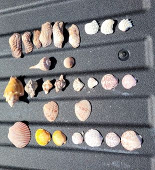 Fun Shelling trip  in Southwest Florida