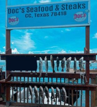 Impressive black drum haul.