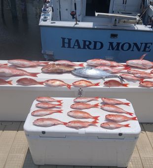 Action-packed Gulf Coast fishing with Red Snapper, Grouper, and Pompano on Hard Money!