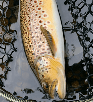 brown trout fishing may 4, 2024