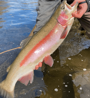 rainbow trout may 4, 2024