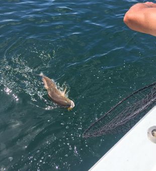 Nags Head Angler's Bounty.