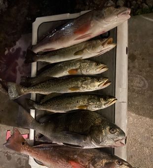 Outstanding Tallahassee mixed bag of redfish and speckled trout!