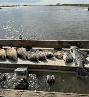 Heavy Louisiana black drum and sheepshead haul