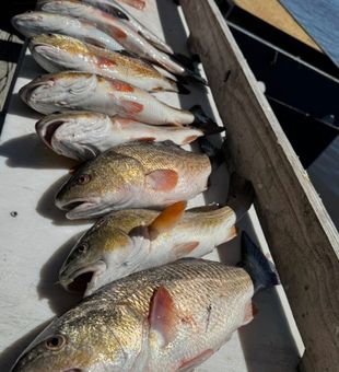 Redfish Haul - Shell Beach, LA.
