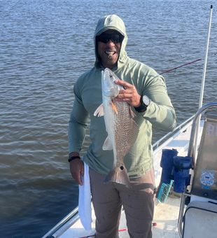 Solid Louisiana redfish bite