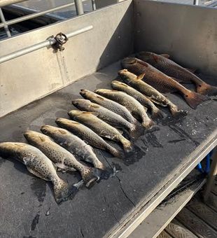 Trout some Redfish Haul - St Marks, FL.