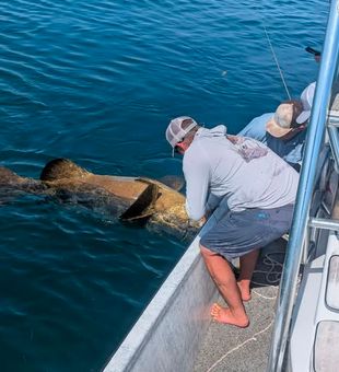 Offshore Monsters are here,  -St Marks, FL

