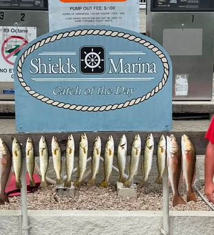 Inshore catches Stacked up! St Marks, FL
