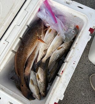 Fresh redfish and speckled trout cooler haul