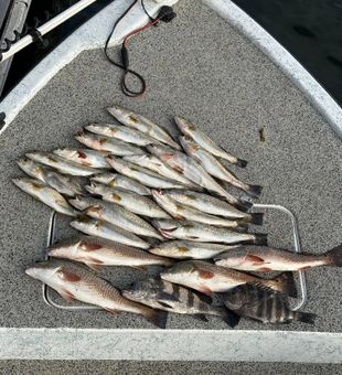 Loaded speckled trout and redfish catch