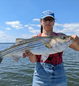 Striped Bass From Maryland