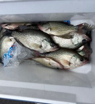 Great day of crappie fishing in Cumming GA!