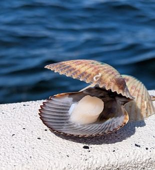 Scallop fresh on the water