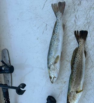 Speckled Seatrout haul from Crystal River!