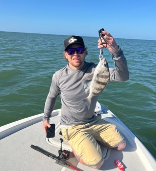 Nice black drum from Crystal River FL waters!