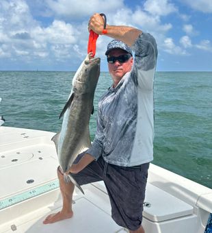 Strong Cobia catch off Crystal River!