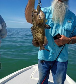 Crystal River gag grouper makes for excellent fishing!
