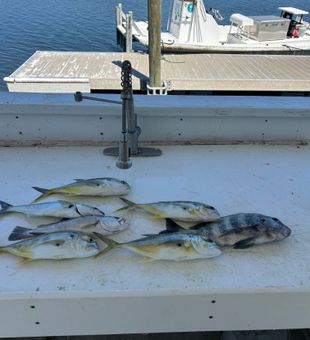 Crystal River crevalle jack and sheepshead mixed bag success!