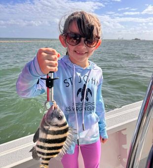 Beautiful Crystal River sheepshead with those iconic stripes!
