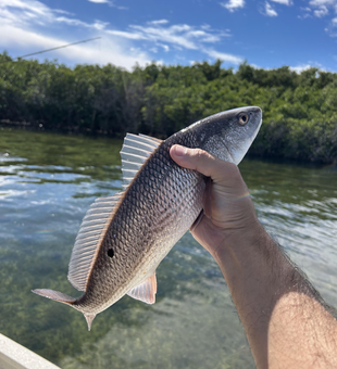 Nice redfish caught jigging with light tackle in Crystal River!